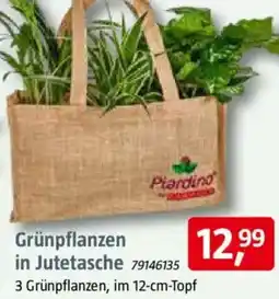 Bauhaus Grünpflanzen in Jutetasche Angebot