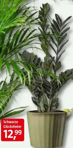 Bauhaus Schwarze Glücksfeder 'Black Raven' Angebot