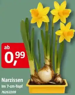 Bauhaus Narzissen Angebot