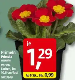 Bauhaus Primeln Primula acaulis Angebot
