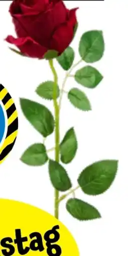 TEDi Rosen-Strauß Angebot