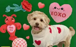 Fressnapf Fit+Fun Hundezubehör Angebot