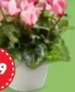 Kaufland Alpenveilchen Angebot