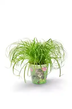 Kaufland Katzengras Angebot
