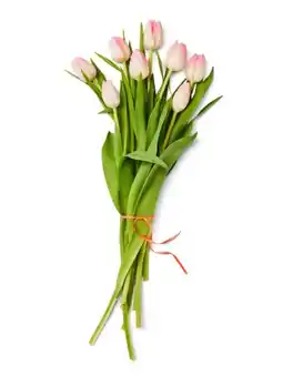 Kaufland Tulpen Angebot