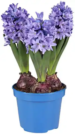 Kaufland Hyazinthe Angebot