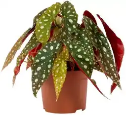 Kaufland Zimmerpflanzen Angebot