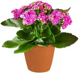 Kaufland Primeln Angebot