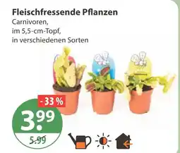 V Markt Fleischfressende pflanzen Angebot