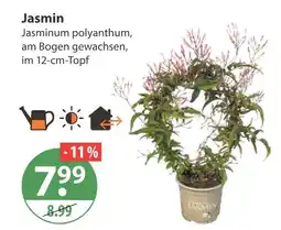 V Markt Jasmin Angebot