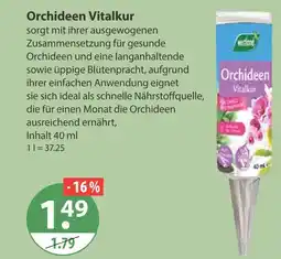 V Markt Orchideen vitalkur Angebot