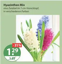 V Markt Hyazinthen mix Angebot