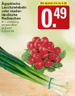 WEZ Ägyptische Lauchzwiebeln oder niederländische Radieschen Angebot