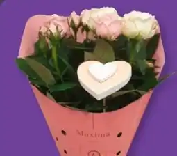 Aldi Süd Gardenline Rose Angebot