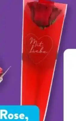 Aldi Süd Gardenline Rosen Angebot