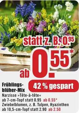 B1 Discount Baumarkt Frühlingsblüher-Mix Angebot