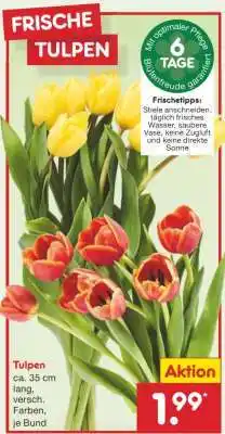 Netto Marken-Discount Tulpen Angebot