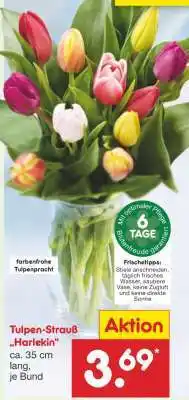Netto Marken-Discount Tulpen-Strauß „Harlekin“ Angebot
