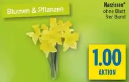 diska Narzissen Angebot
