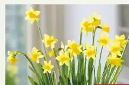 Pflanzen Kölle Narzisse Tete-aTete Angebot