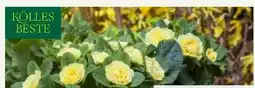 Pflanzen Kölle Kölle's Beste Primel-Selektion Belarina Angebot