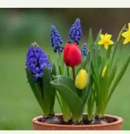 Pflanzen Kölle Zwiebel-Mix Angebot