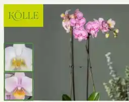 Pflanzen Kölle Kölle Schmetterlingsorchidee Angebot