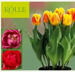 Pflanzen Kölle Kölle Tulpe Angebot