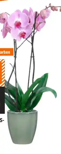 OBI Schmetterlingsorchidee Angebot