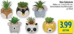 diska Deko-Sukkulente Angebot