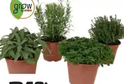 OBI Grow By Obi Italienische Kräuter Angebot