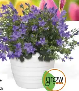 OBI Grow By Obi Glockenblume Get Mee Angebot