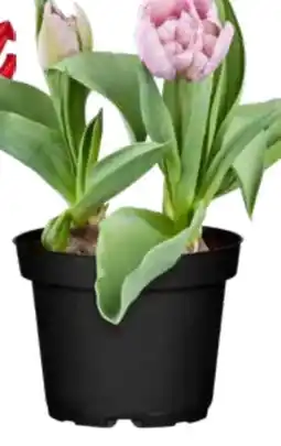 OBI Tulpen Mix Angebot