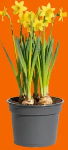 OBI Narzisse Tete-aTete Angebot