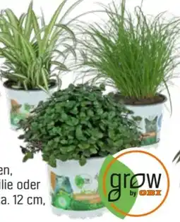 OBI Grow By Obi Vitalfutter Katzengras Angebot