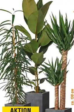 OBI Grünpflanzen im Korb Angebot