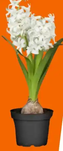 OBI Hyazinthe Angebot