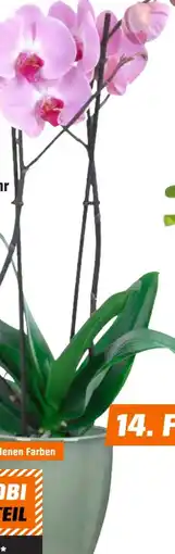 OBI Schmetterlings-Orchidee Angebot