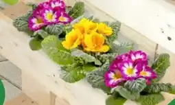 Thomas Philipps Primeln Angebot