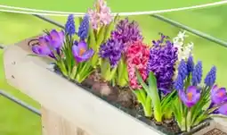 Thomas Philipps Blumenzwiebel-Mix Angebot