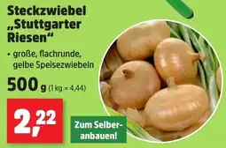 Thomas Philipps Steckzwiebel ,,Stuttgarter Riesen" Angebot