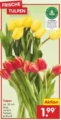 Netto Marken-Discount Tulpen ca. 35 cm lang Angebot