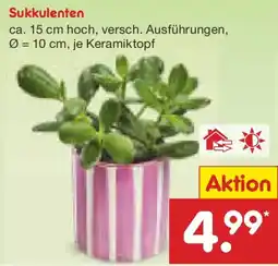 Netto Marken-Discount Sukkulenten Angebot