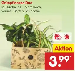 Netto Marken-Discount Grünpflanzen Duo Angebot