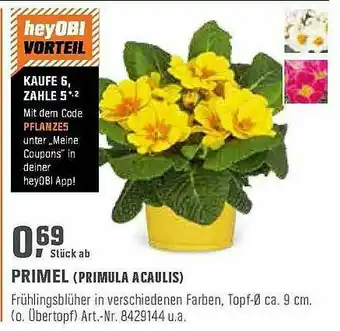 OBI Primel (primula Acaulis) Angebot