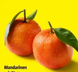 Lidl Mandarinen Angebot