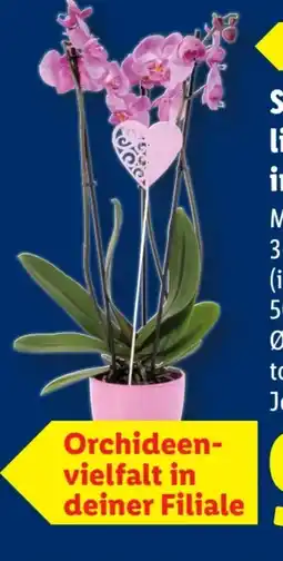 Lidl Schmetterlingsorchidee Angebot