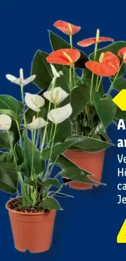 Lidl Anthurium Angebot