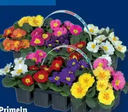 Lidl Primeln Angebot