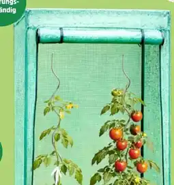 Thomas Philipps Tomatengewächshaus Angebot